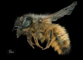   Osmia cornuta  female lateral habitus, photo: Chelsey Ritner 
