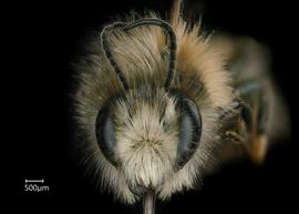   Osmia cornuta  male face, photo: Chelsey Ritner 
