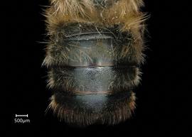   Osmia emarginata  male abdomen, photo: Chelsey Ritner 
