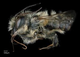   Osmia emarginata  male lateral habitus, photo: Chelsey Ritner 
