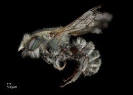   Osmia maxillaris  male lateral habitus, photo: Chelsey Ritner 
