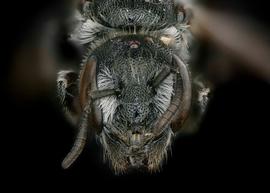   Osmia nausuta  female face, photo: Chelsey Ritner 
