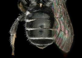   Osmia nausuta  female abdomen, photo: Chelsey Ritner 
