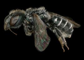   Osmia nausuta  female lateral habitus, photo: Chelsey Ritner 
