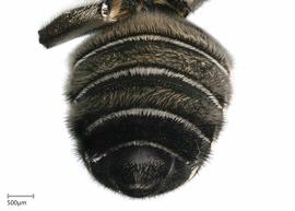   Megachilenbsp;apicalis nbsp;female sterna, photo: Joshua Hengel 
