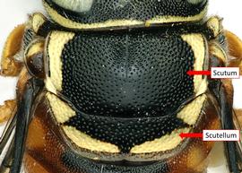   Pachyanthidium bicolor  male with a scutum that is wider than long, photo: C. Ritner 

