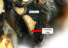   Pachyanthidium cordatum  male with lamellate omalus, photo: C. Ritner 
