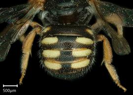   Pseudoanthidium micronitens  female abdomen, photo: Taylor Hawkes
