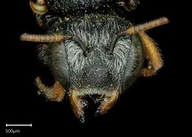   Pseudoanthidium micronitens  female face, photo: Taylor Hawkes
