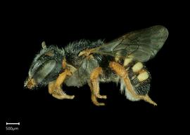   Pseudoanthidium micronitens  female lateral habitus, photo: Taylor Hawkes
