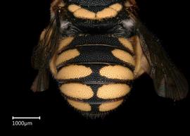   Pseudoanthidium kasparaki nbsp;female abdomen, photo: Brooke Bagot 

