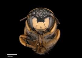   Pseudoanthidium kasparaki nbsp;female face, photo Brooke Bagot 
