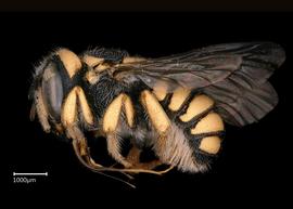   Pseudoanthidium kasparaki nbsp;female lateral habitus, photo: Scott Adams 
