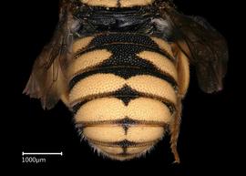   Pseudoanthidium kasparaki nbsp;male abdomen, photo: Brooke Bagot
