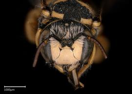   Pseudoanthidium kasparaki nbsp;male face, photo: Brooke Bagot 
