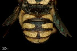   Pseudoanthidium deesense nbsp;female abdomen, photo: Chelsey Ritner 
