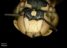   Pseudoanthidium deesense nbsp;female face, photo: Chelsey Ritner 
