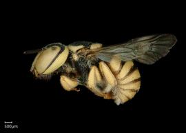   Pseudoanthidium deesense nbsp;female lateral habitus, photo: Chelsey Ritner 
