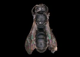   Chelostoma campanularumnbsp; male dorsal habitus, photo: S. Adams 
