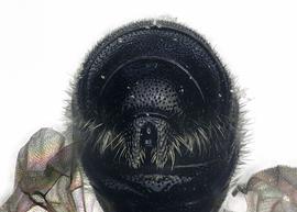   Chelostoma campanularumnbsp; male apical terga, photo: S. Adams 
