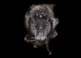   Chelostoma campanularumnbsp; male face, photo: S. Adams 
