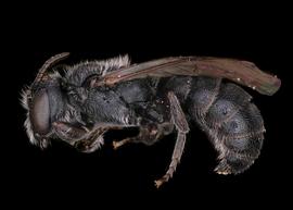   Chelostoma campanularumnbsp; male lateral habitus, photo: S. Adams 
