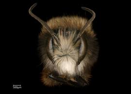   Osmia kohlii  male face, photo: Chelsey Ritner 
