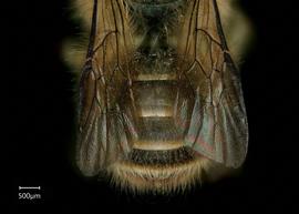   Osmia excavata  male abdomen, photo: Chelsey Ritner 
