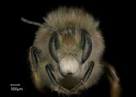   Osmia excavata  male face, photo: Chelsey Ritner 
