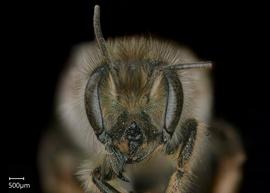   Osmia excavata  female face, photo: Chelsey Ritner 
