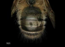   Osmia longicornis  male abdomen, photo: Chelsey Ritner 
