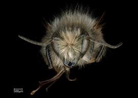   Osmia longicornis  male face, photo: Chelsey Ritner 
