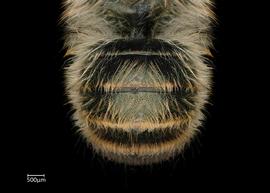   Osmia longicornis  female abdomen, photo: Chelsey Ritner 
