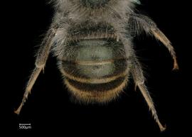   Osmia fedtschenkoi  male abdomen, photo: Chelsey Ritner 
