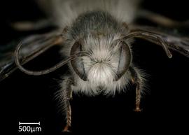   Osmia fedtschenkoi  male face, photo: Chelsey Ritner 
