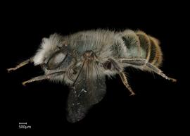   Osmia fedtschenkoi  male lateral habitus, photo: Chelsey Ritner 
