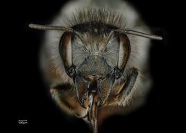  Osmia mustelina  female face, photo: Chelsey Ritner 
