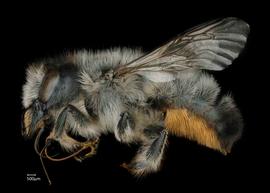   Osmia mustelina  lateral habitus, photo: Chelsey Ritner 
