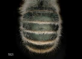   Osmia fedtschenkoi  female abdomen, photo: Chelsey Ritner 
