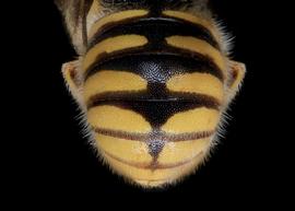   Acedanthidium  sp. male abdomen, photo: C. Ritner copy; Division of Entomology, University of Kansas Biodiversity Institute 
