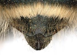   Osmia scheherazade  male, dorsal view of the seventh tergum (T7), photo: Chelsey Ritner 
