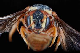   Stelis cooperi  male face, photo: C. Ritner 
