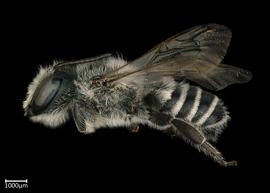   Megachile montivaga  male lateral habitus, photo: Colleen Meidt 
