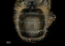   Osmia cornifrons  female abdomen, photo: Chelsey Ritner 

