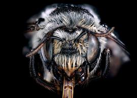   Austrothurgus cognatus  female face, photo: C. Ritner 
