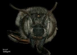   Megachile zapoteka  female face, photo: Shaun Hellernbsp; 
