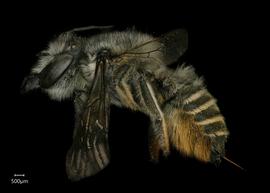   Megachile zapoteka  female lateral habitus, photo: Shaun Heller 
