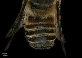   Megachile toluca  male abdomen, photo: Shaun Heller 

