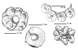  Fruit:  A. fagifolium  (Blume ex F.A.W. Miquel) I.C. Nielsen - top left fruit;  A. grandiflorum  (D.C. Solander ex G. Bentham) I.C. Nielsen - bottom center fruit;  A. incurvatum  C.A.G. Lauterbach & K.M. Schumann - bottom right fruit; A. jiringa (Jack) I.C. Nielsen - top right fruit.
