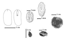  Seed, cotyledon, and embryo:  A. aruense  (O. Warburg) H.C.D. de Wit - 1st row cotyledons concealing radicle (L) and embryonic axis (R);  A. ellipticum  (Blume) I.C. Nielsen - 2nd row top seed topography, 3rd row bottom seed;  A. jiringa  (Jack) I.C. Nielsen - 4th row seed;  A. lucyi  F.J.H. von Mueller - 3rd row top seed topography, 2nd row bottom seed.
